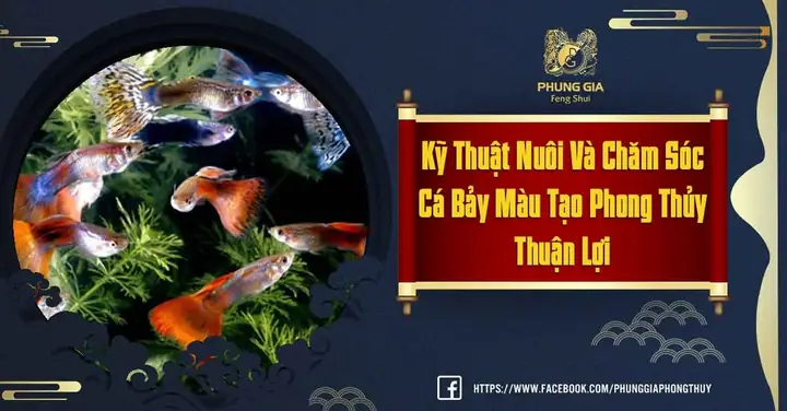 Nuôi Cá Bảy Màu Theo Phong Thủy