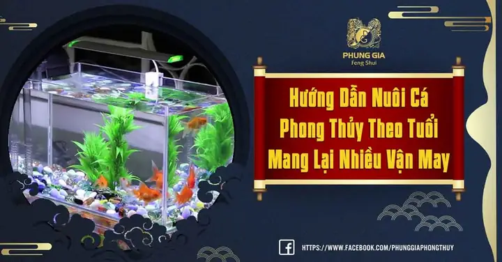 Nuôi Cá Phong Thủy May Con