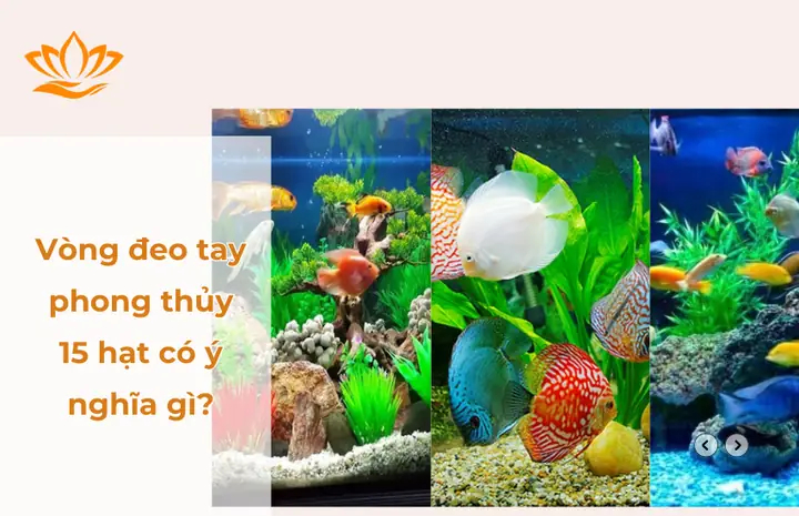 Nuôi Cá Phong Thủy Mấy Con