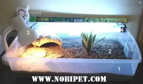 Nuôi Rùa Núi Vàng Phong Thủy