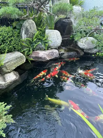Phong Thủy Ao Cá Trước Nhà