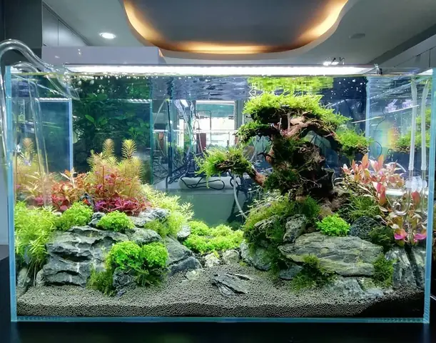 Phong Thủy Bể Cá Cảnh Trong Nhà