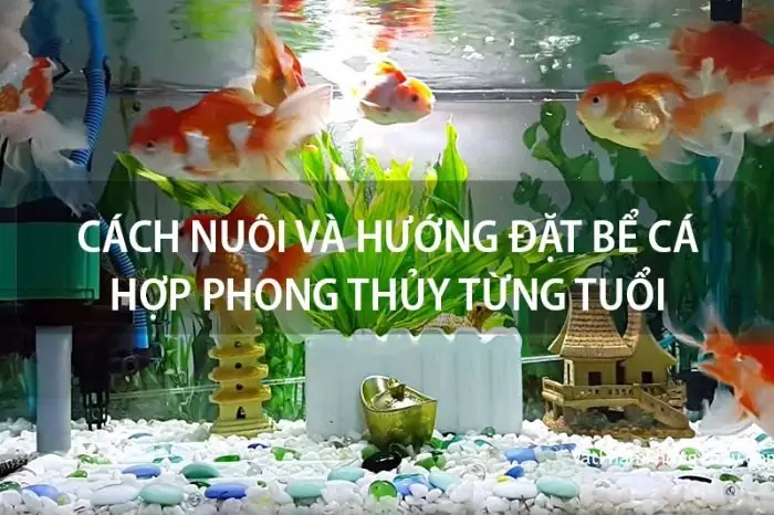 Phong Thủy Bể Cá Theo Tuổi