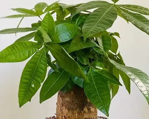 Phong Thủy Cây Kim Ngân Hợp Tuổi Nào