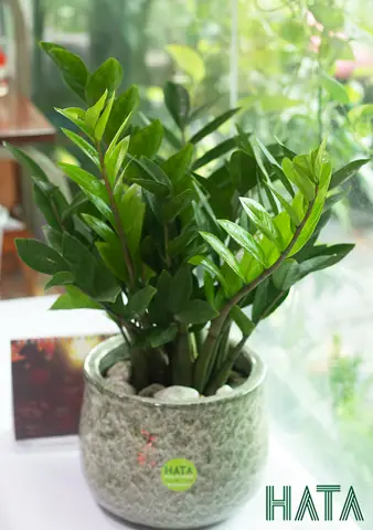 Phong Thủy Cây Kim Phát Tài