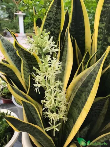 Phong Thủy Cây Lưỡi Hổ Ra Hoa