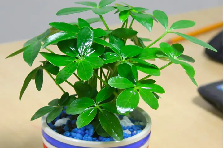 Phong Thủy Cây Ngũ Gia Bì