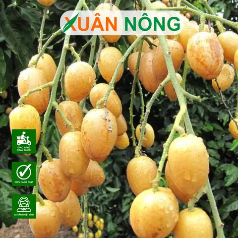 Phong Thủy Cây Quất Hồng Bì