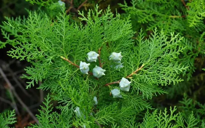 Phong Thủy Cây Trắc Bách Diệp