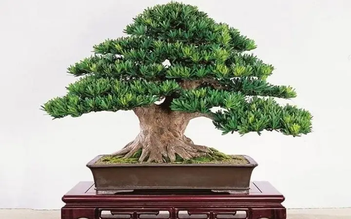 Phong Thủy Cây Tùng La Hán