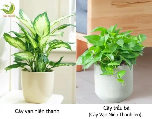 Phong Thủy Cây Vạn Niên Thanh