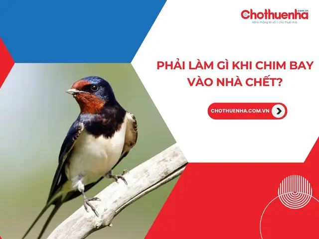Phong Thủy Chim Bay Vào Nhà