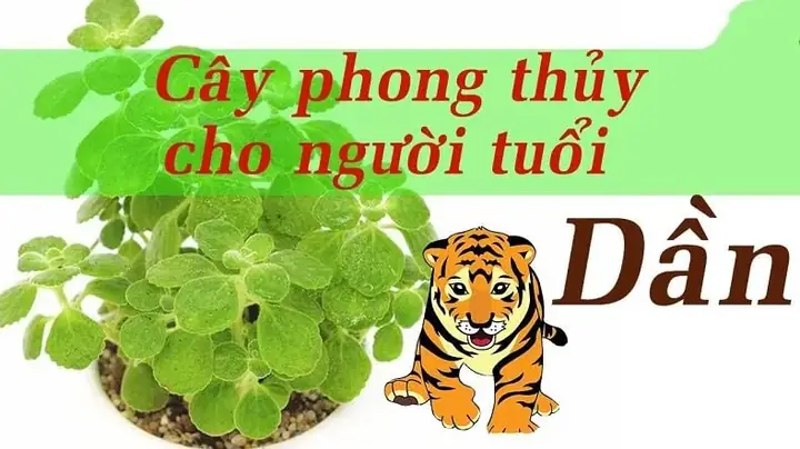 Phong Thủy Cho Người Tuổi Dần