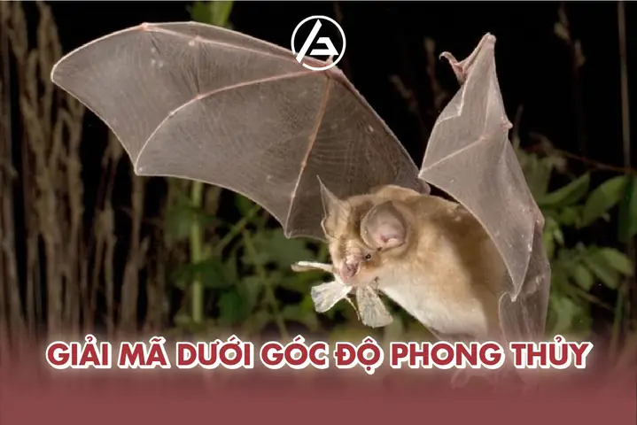 Phong Thủy Dơi Bay Vào Nhà