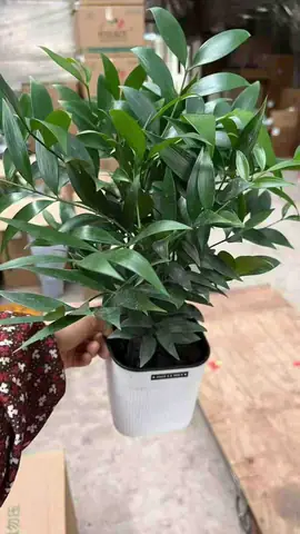Phong Thủy Giữ Tiền Trong Nhà