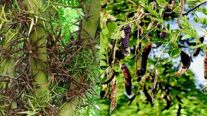 Phong Thủy Gỗ Cây Bồ Kết