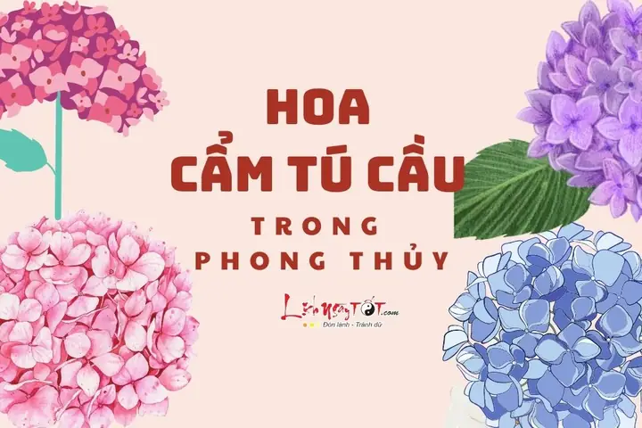 Phong Thủy Hoa Cẩm Tú Cầu