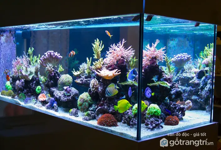 Phong Thủy Khi Đặt Hồ Cá Trong Nhà