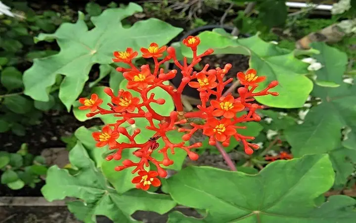Phong Thủy Khi Trồng Cây Ngô Đồng Trong Nhà