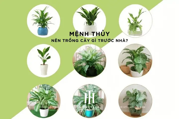 Phong Thủy Nên Trồng Cây Gì Trước Nhà