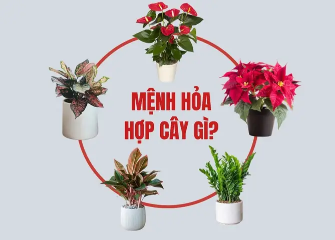 Phong Thủy Tài Lộc Cho Người Mệnh Hỏa