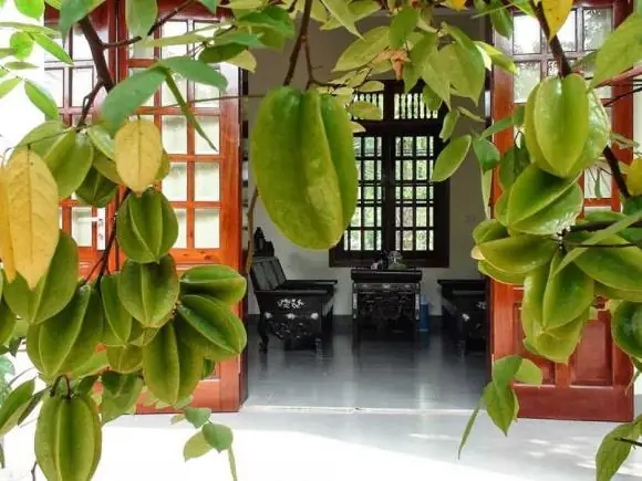Phong Thủy Trồng Cây Khế Trước Cửa Nhà