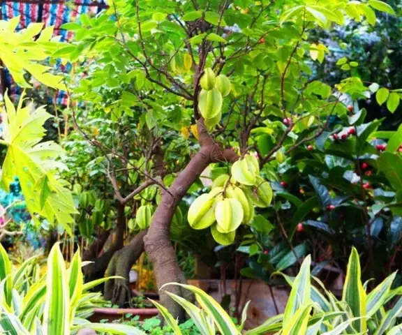 Phong Thủy Trồng Cây Khế Trước Nhà