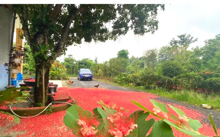 Phong Thủy Trồng Cây Lộc Vừng