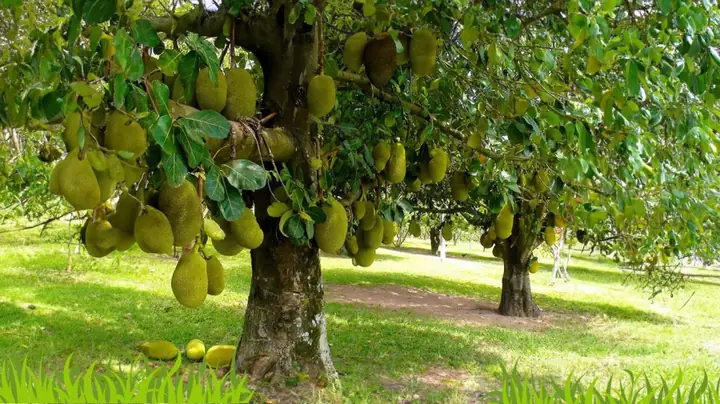 Phong Thủy Trồng Cây Mít Trước Nhà