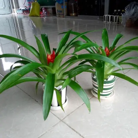 Phong Thủy Trồng Cây Theo Tuổi