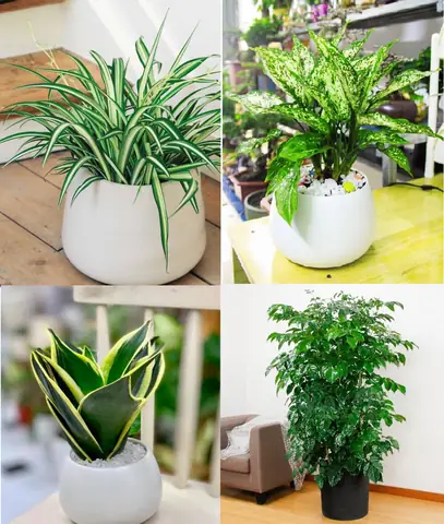 Phong Thủy Tuổi Thìn Trồng Cây Gì