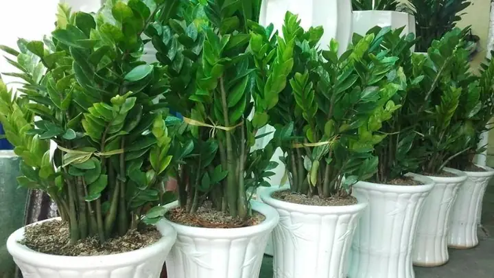 Phong Thủy Tuổi Tý Trồng Cây Gì
