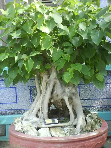 Phong Thủy Với Cây Bồ Đề