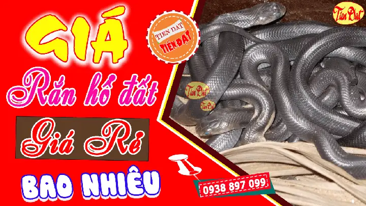 Rắn Hổ Mang Vàng Có Giá Bao Nhiêu