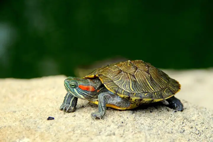 Rùa Tai Đỏ Mai Vàng Giá Bao Nhiêu