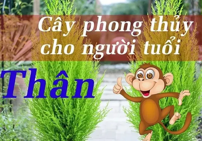 Sen Đá Phong Thủy Tuổi Thân