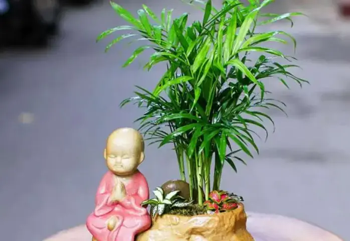 Sinh Năm 1988 Hợp Cây Phong Thủy Gì