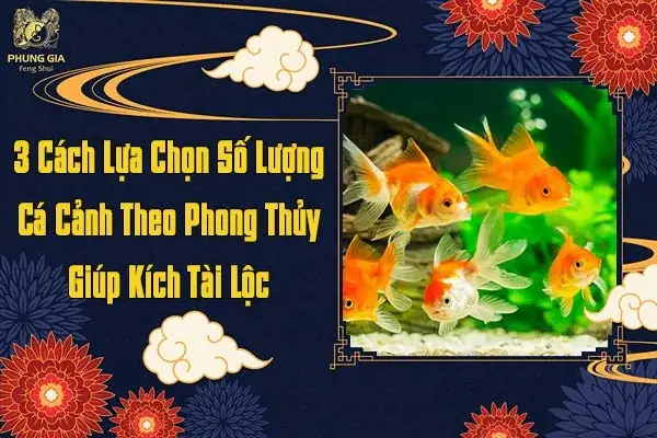Số Lượng Cá Chép Theo Phong Thủy