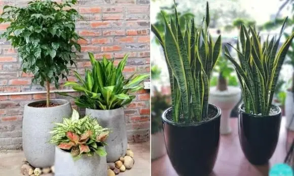 Số Lượng Cây Trồng Theo Phong Thủy