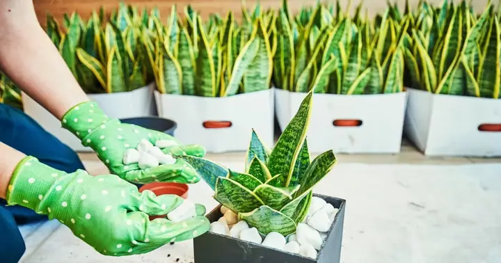 Tác Dụng Của Cây Lưỡi Hổ Trong Phong Thủy