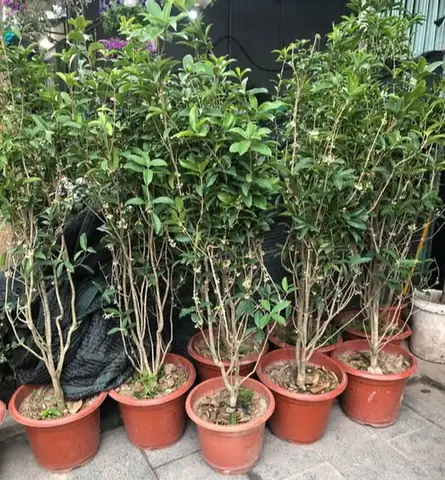 Tác Dụng Của Nam Châm Trong Phong Thủy