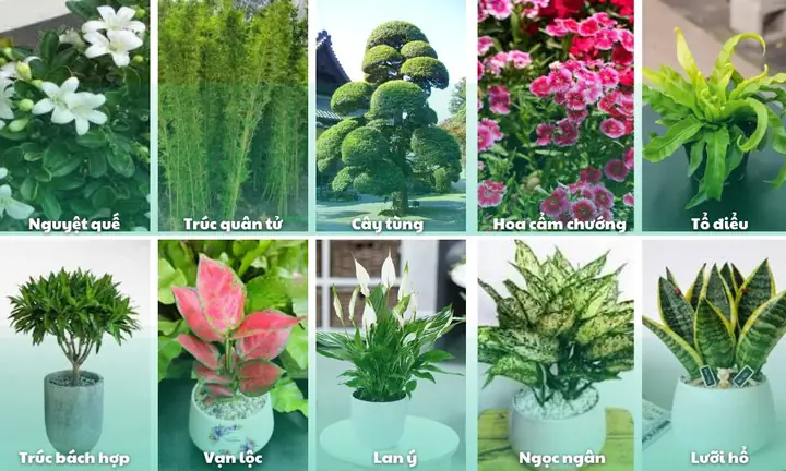 Tất Cả Các Loại Cây Phong Thủy