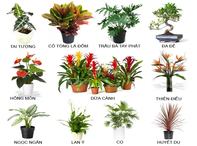 Tên Các Loại Cây Phong Thủy