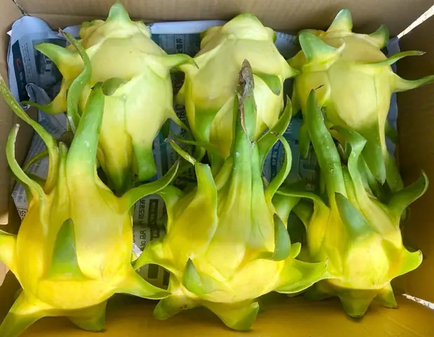 Thanh Long Vỏ Vàng Giá Bao Nhiêu