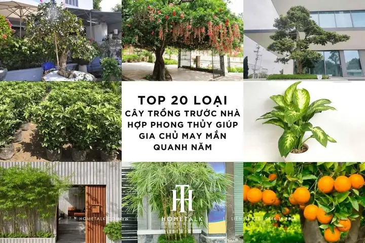Trồng Cây Cảnh Trước Nhà Theo Phong Thủy