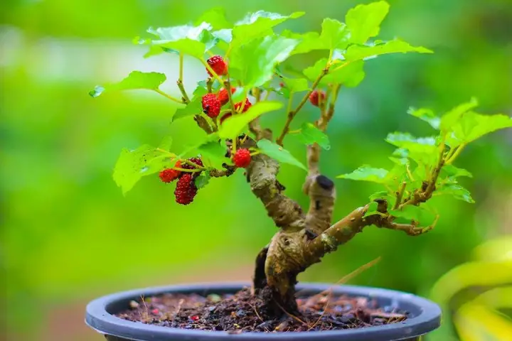 Trồng Cây Dâu Tằm Phong Thủy