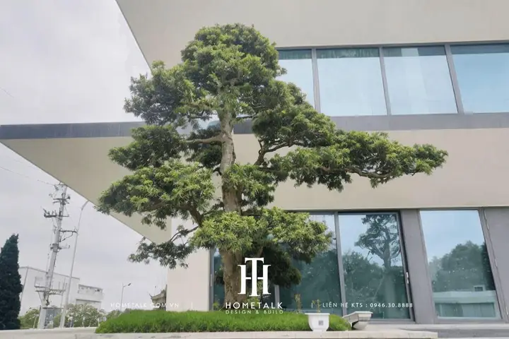 Trồng Cây Gì Trước Cửa Nhà Hợp Phong Thủy