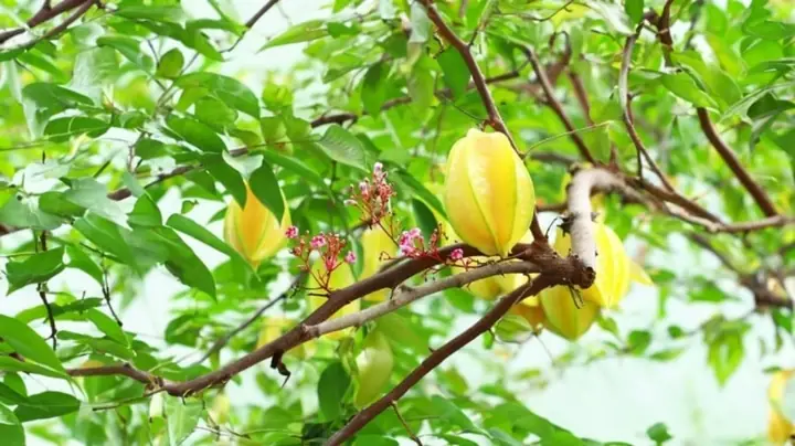 Trồng Cây Khế Theo Phong Thủy