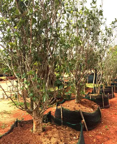 Trồng Cây Mộc Hương Theo Phong Thủy