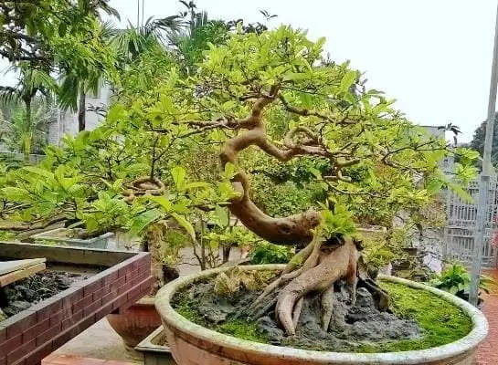 Trồng Cây Ổi Theo Phong Thủy